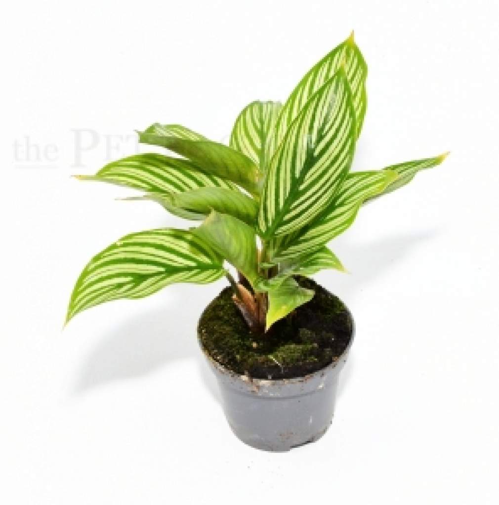 Calathea vittata